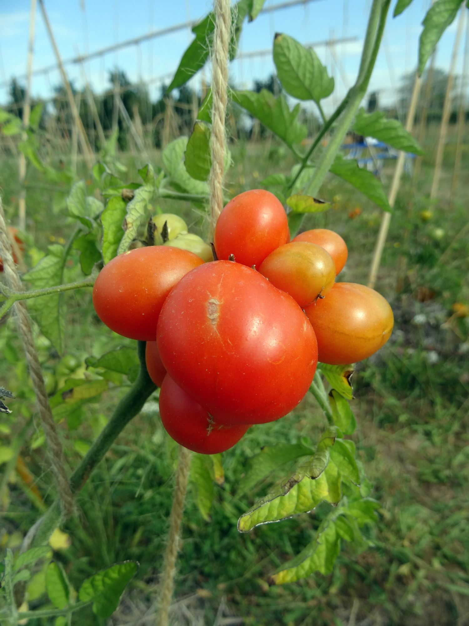2021 09 tomatier allg 3